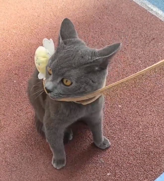 杏彩官网注册地址健身训练记录app跑步机出售二手跑步机一台二手跑步机、切割机、货